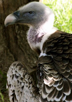 WS Animal Nations - 23.jpg